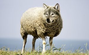 wolf-